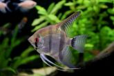Peixe Acará Bandeira