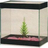 Beteira decorada com pedras e planta
