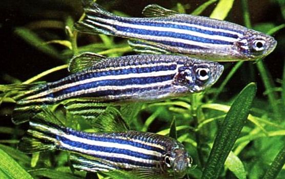 Peixe Paulistinha