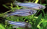 Peixe Paulistinha