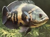 Peixe Oscar
