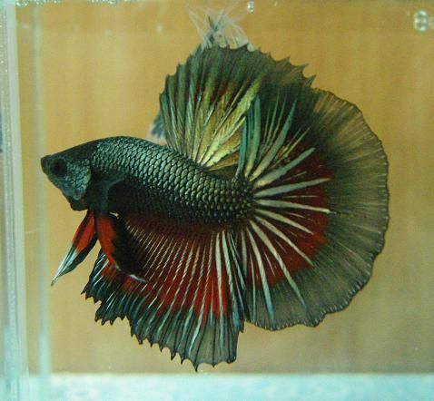 Betta Macho