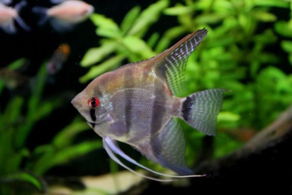 Peixe Acará Bandeira