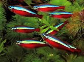Peixe Neon
